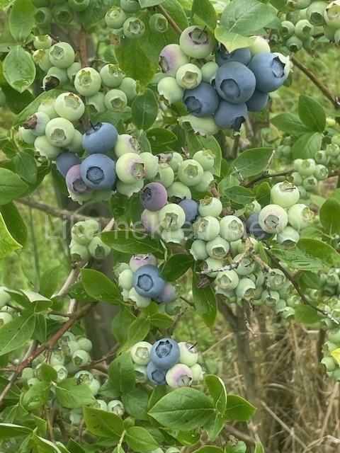 PISAROVINA ( Dvoranci ) - plantaža borovnica, objekti, mehanizacija (7)