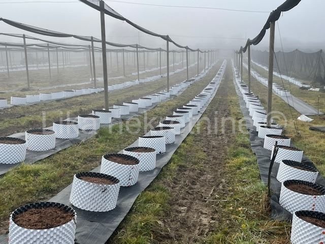 PISAROVINA ( Dvoranci ) - plantaža borovnica, objekti, mehanizacija (4)