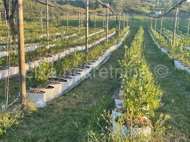 PISAROVINA ( Dvoranci ) - plantaža borovnica, objekti, mehanizacija (16)