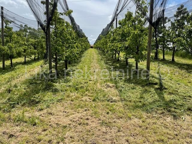 PISAROVINA ( Dvoranci ) - plantaža borovnica, objekti, mehanizacija (9)