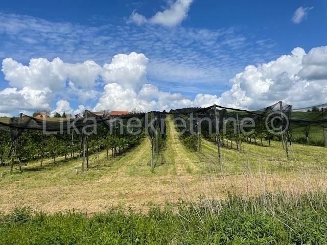 PISAROVINA ( Dvoranci ) - plantaža borovnica, objekti, mehanizacija (3)