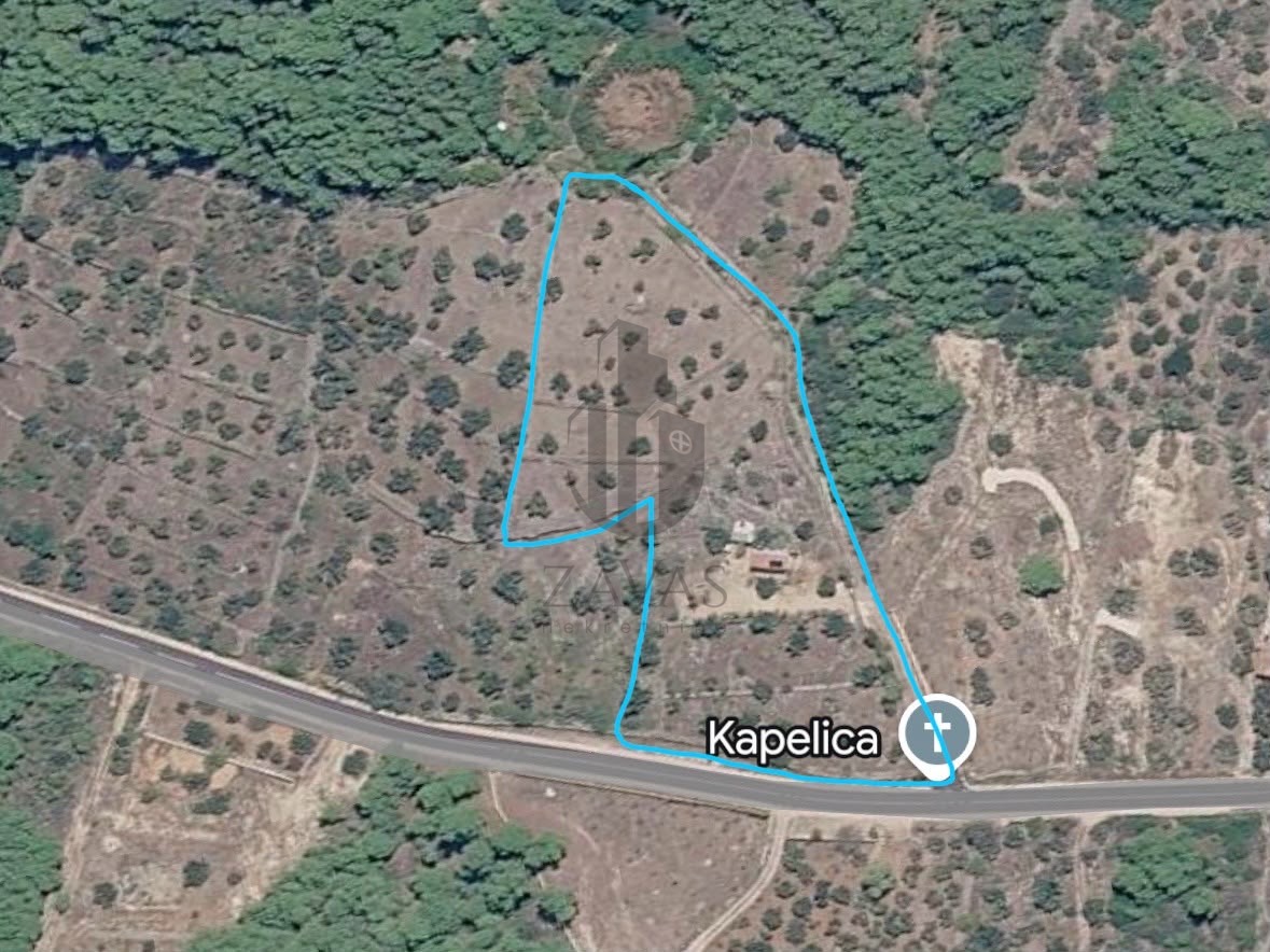 7.000 m² blizu Tribunja: 100 maslina, mobilna kućica, voda i struja